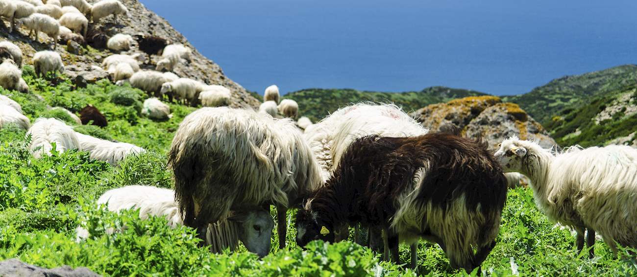 Top 3 Italian Lambs