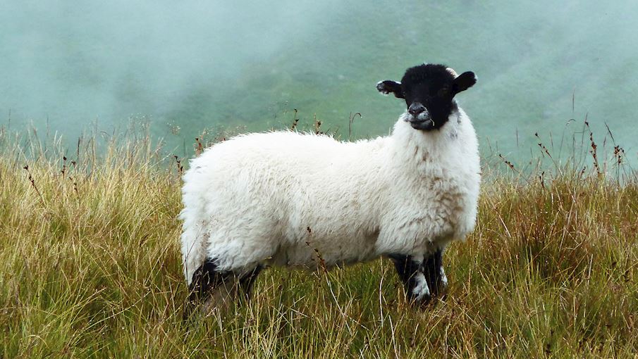 Scotch Lamb
