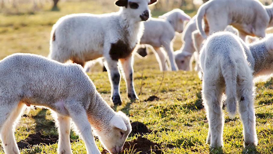 Welsh lamb