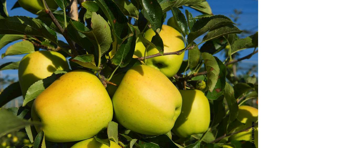 Top 3 French Apple Varieties