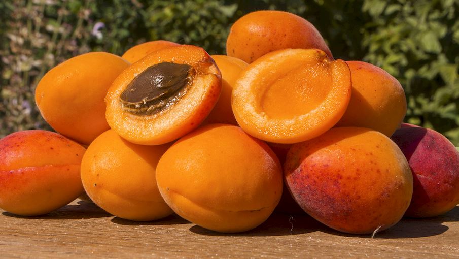 Abricots Rouges du Roussillon