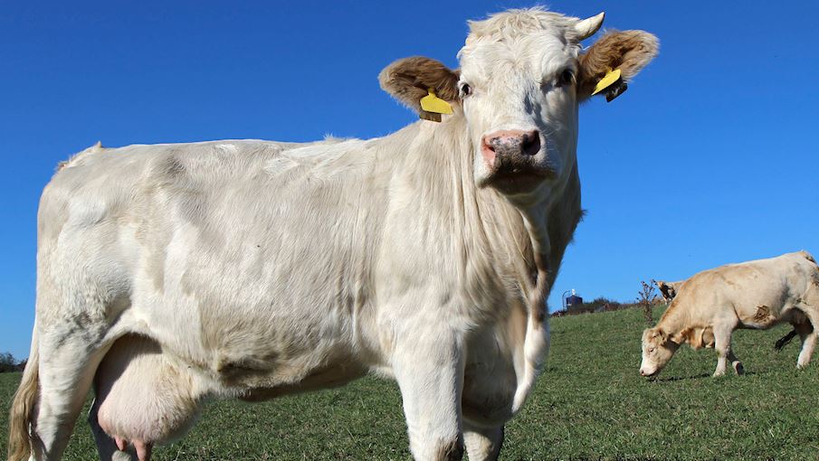 Génisse Fleur d'Aubrac