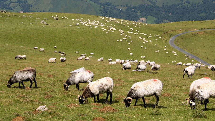 Agneau de Lait des Pyrénées