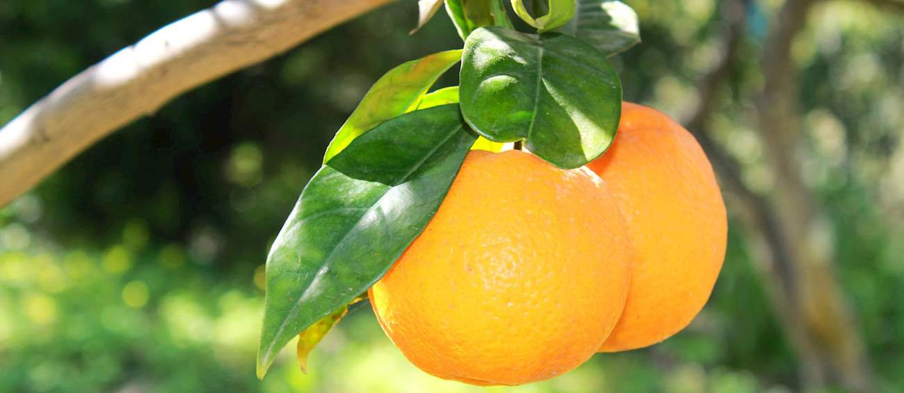 Top 5 Sicilian Citrus Fruits
