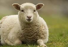 Top 3 Scottish Lambs 
