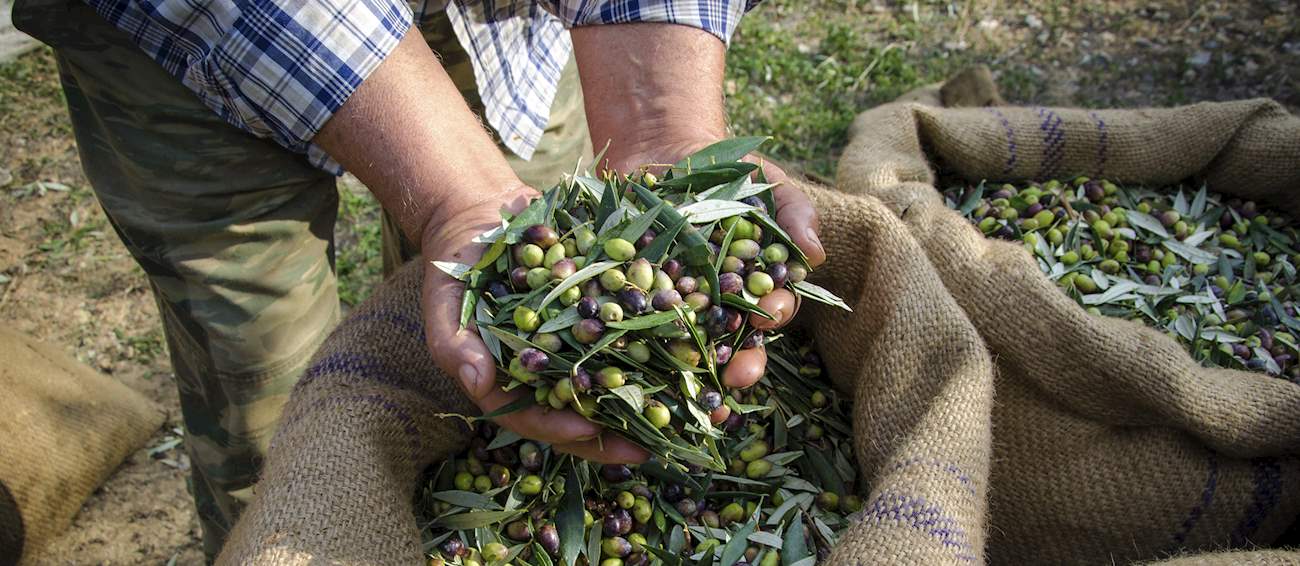 Top 4 Central Greek Olives