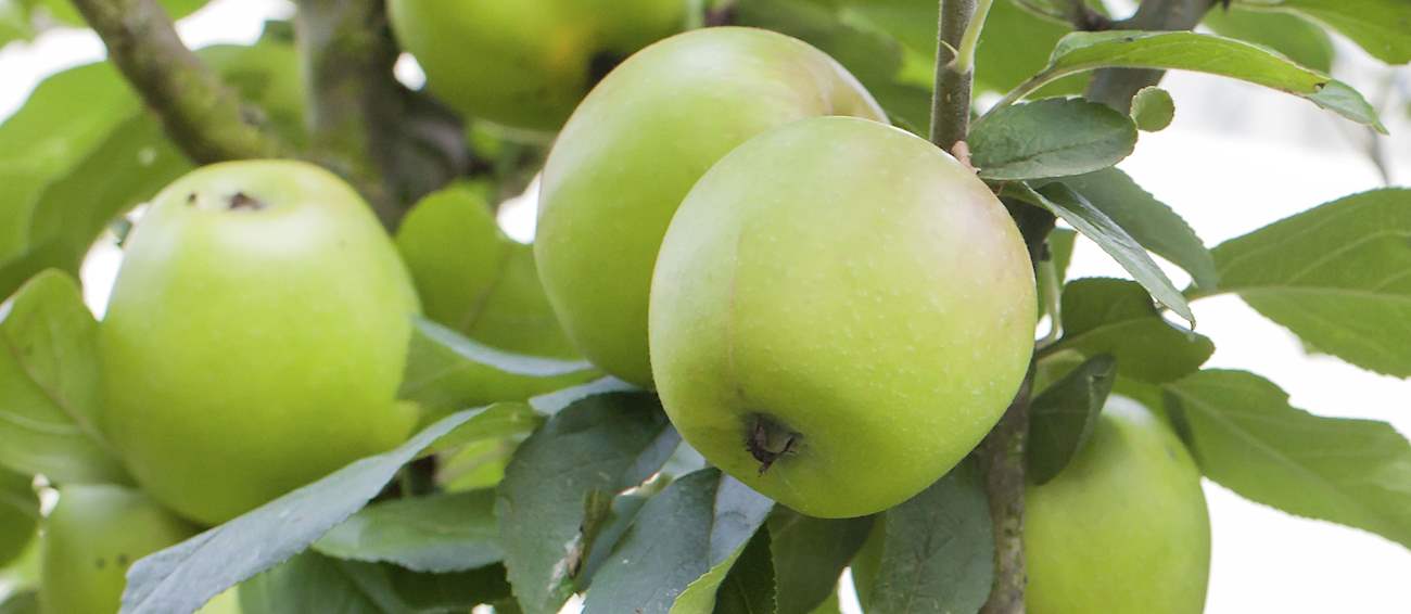 Top 18 Western European Apples