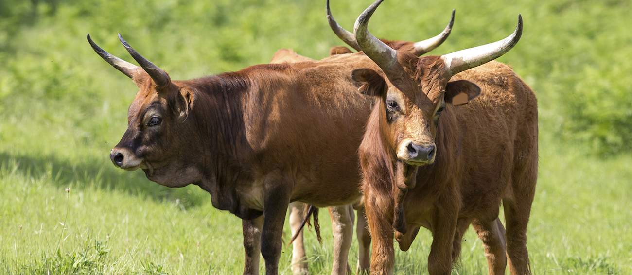 Top 6 Portuguese Beef Cattle Breeds