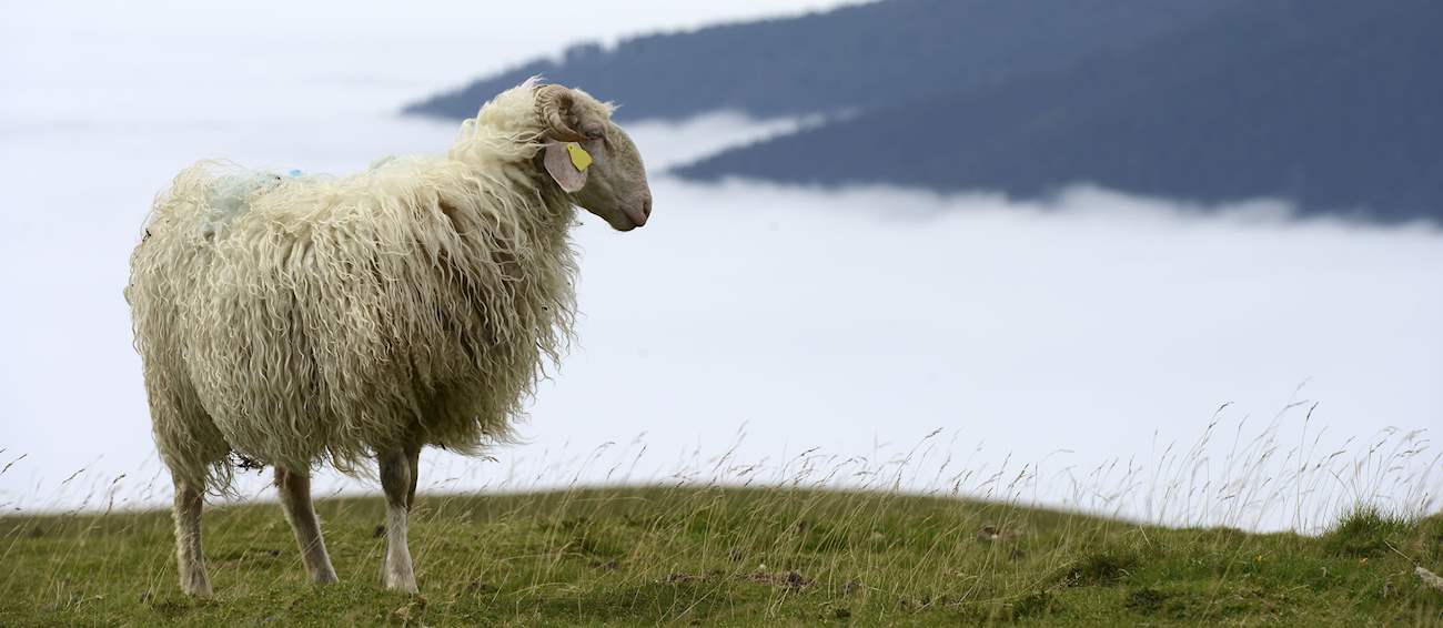 Top 4 Occitan Sheeps