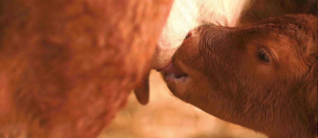 Top 3 Local Fresh Meats in Aveyron
