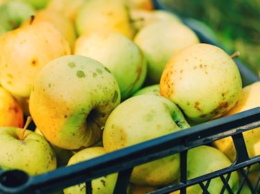 Opal Apples  Local Apple Variety From Prague, Czech Republic