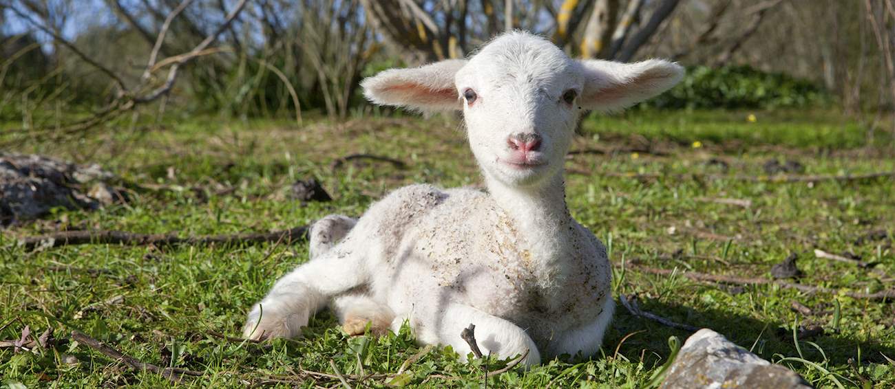 Top 6 Spanish Sheeps