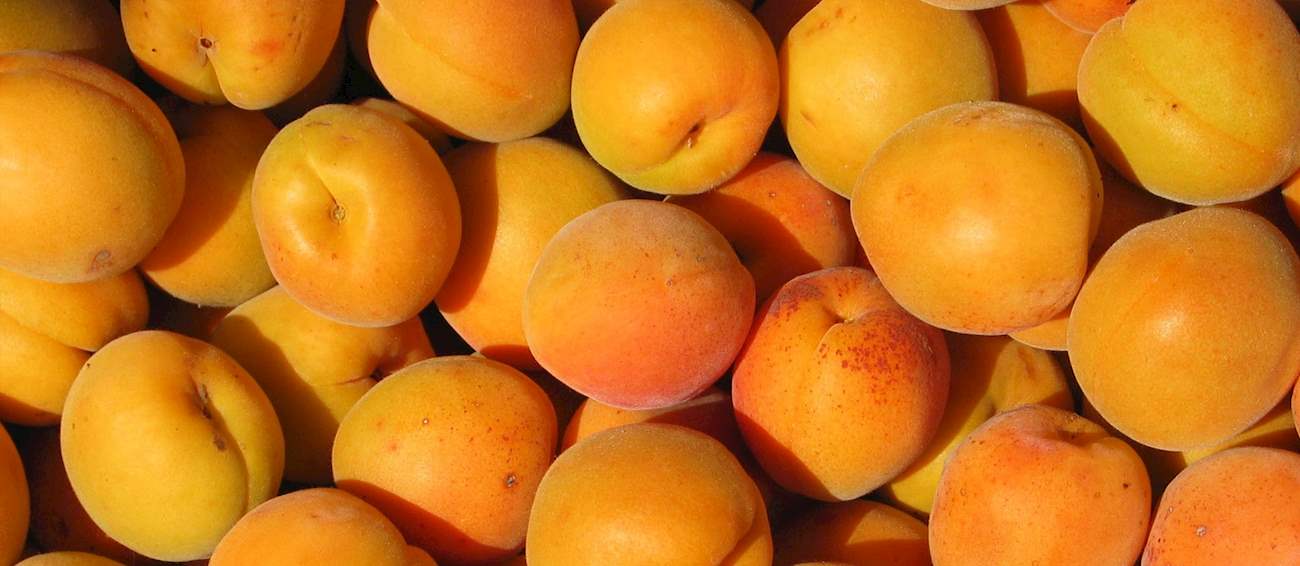 Top 11 Apricots in the World