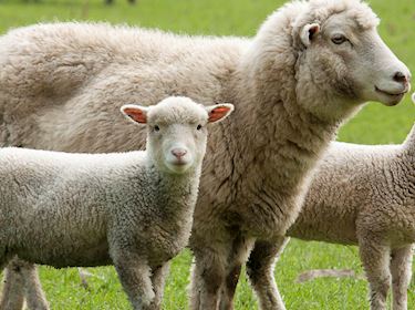 10 Most Popular French Sheep - TasteAtlas
