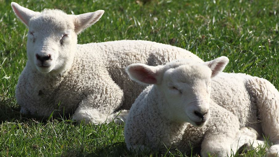 Agnello del Centro Italia