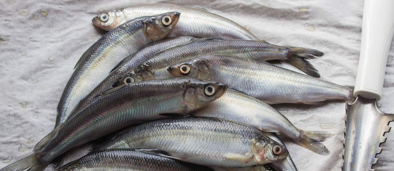 Top 4 Northern European Fishes