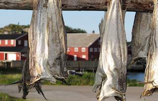Tørrfisk fra Lofoten