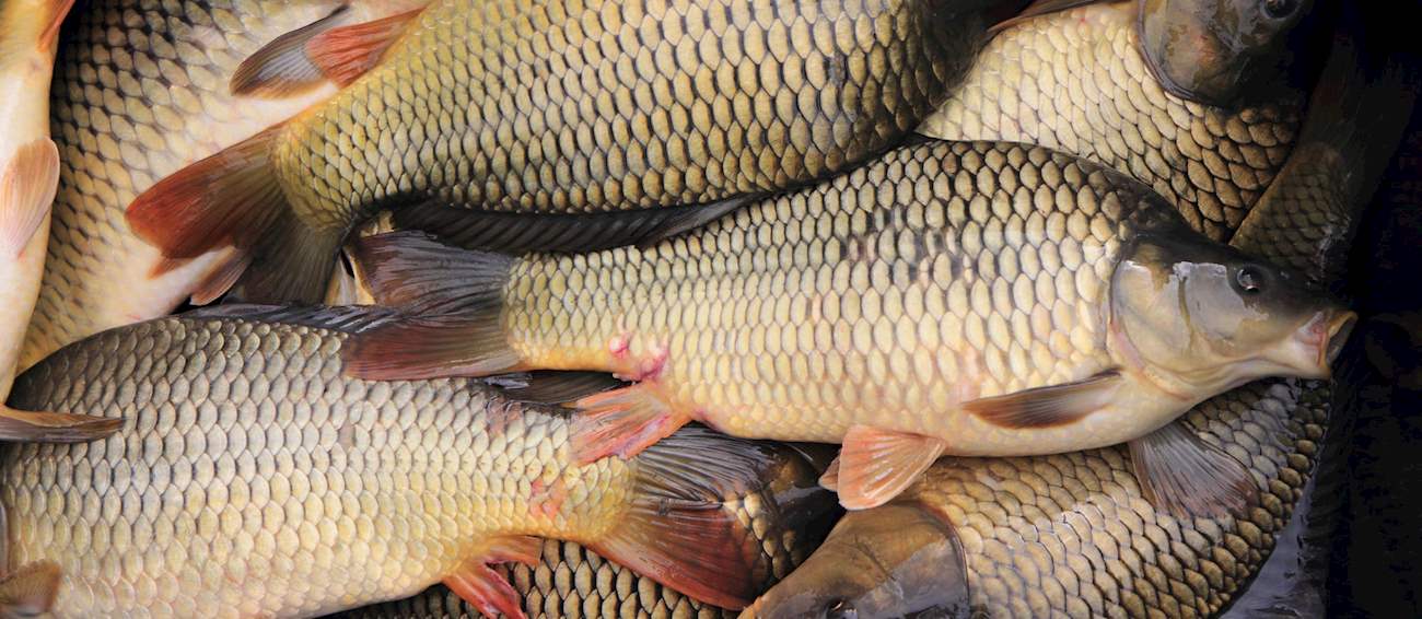 Top 13 Central European Fishes