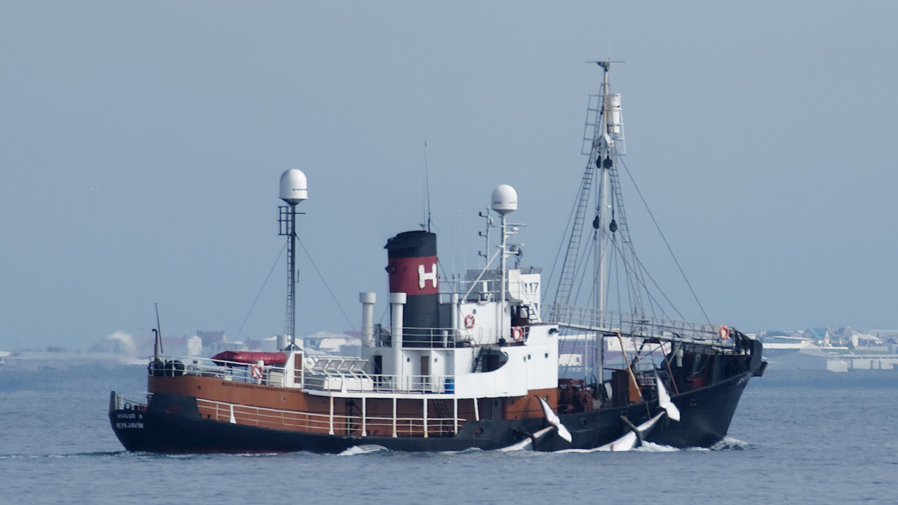 Iceland’s Whale Hunting Coming to an End