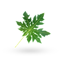 Papaya Leaves