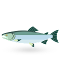 Saltwater Fish