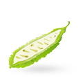 Bitter Melon