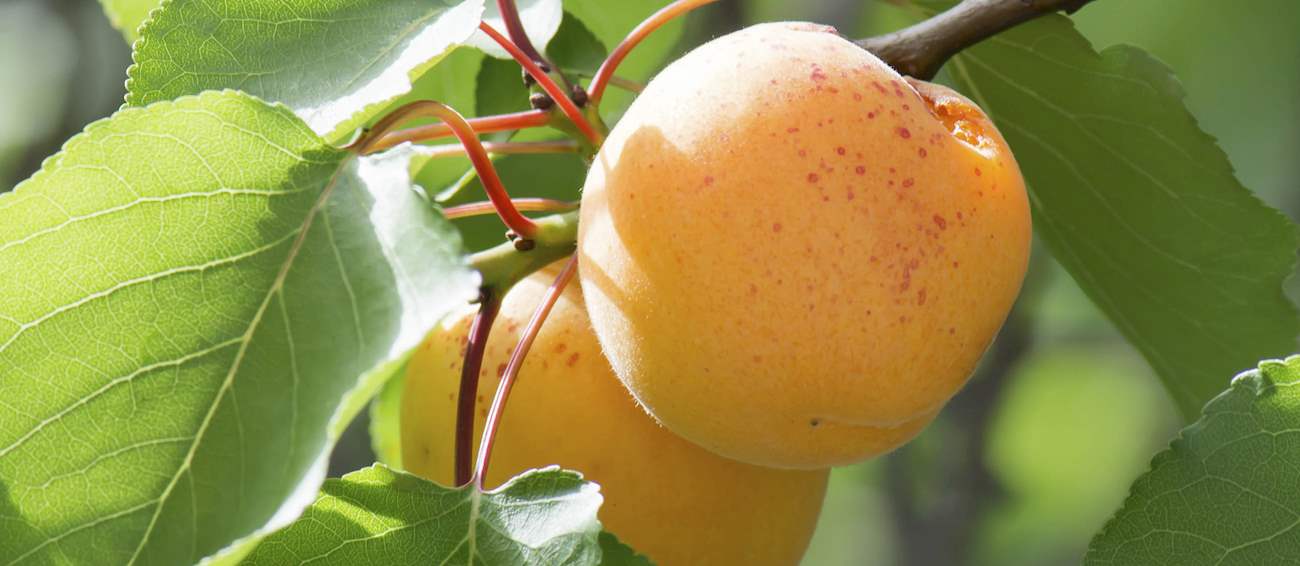 Top 3 Italian Apricots