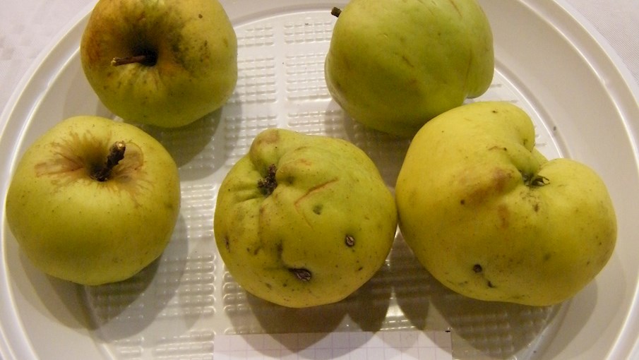 Calville Blanc apples