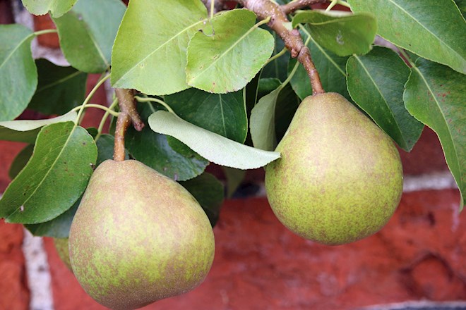 Just landed — Comice pears airflown from France. Soft flesh, buttery and  very juicy texture, highly aromatic, with an exceptionally sweet…