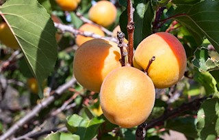 Blenheim Apricots