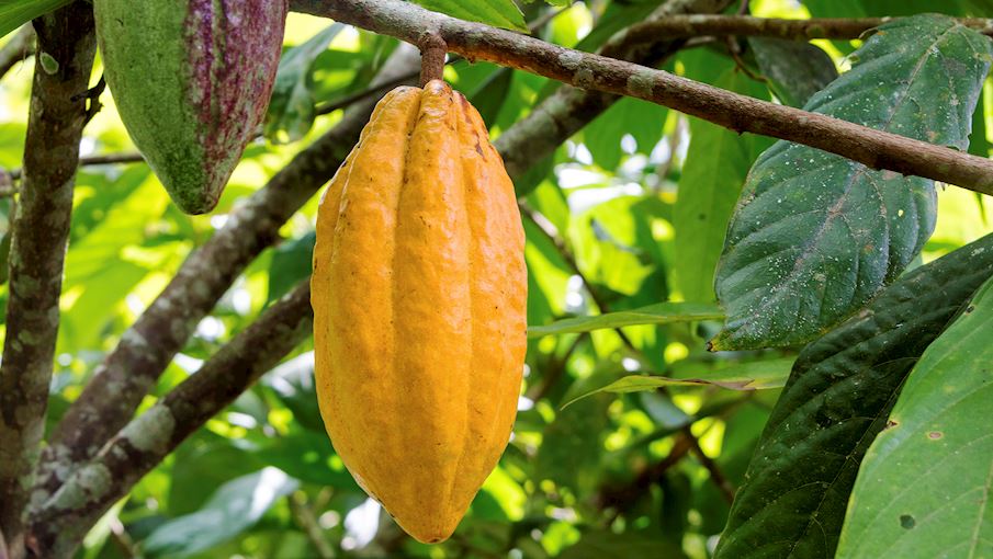 Nacional cacao