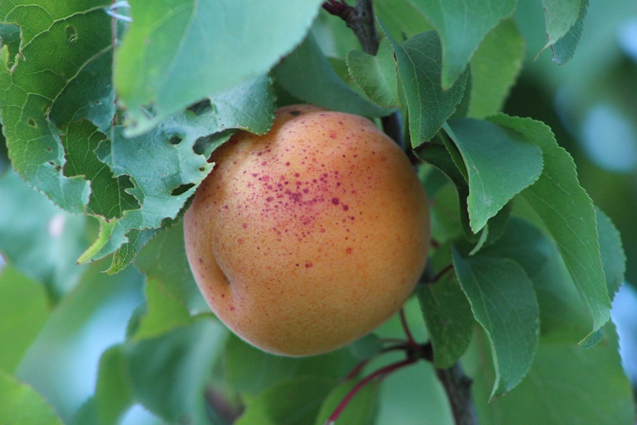 Top 4 Ligurian Fruits (Types and Products)