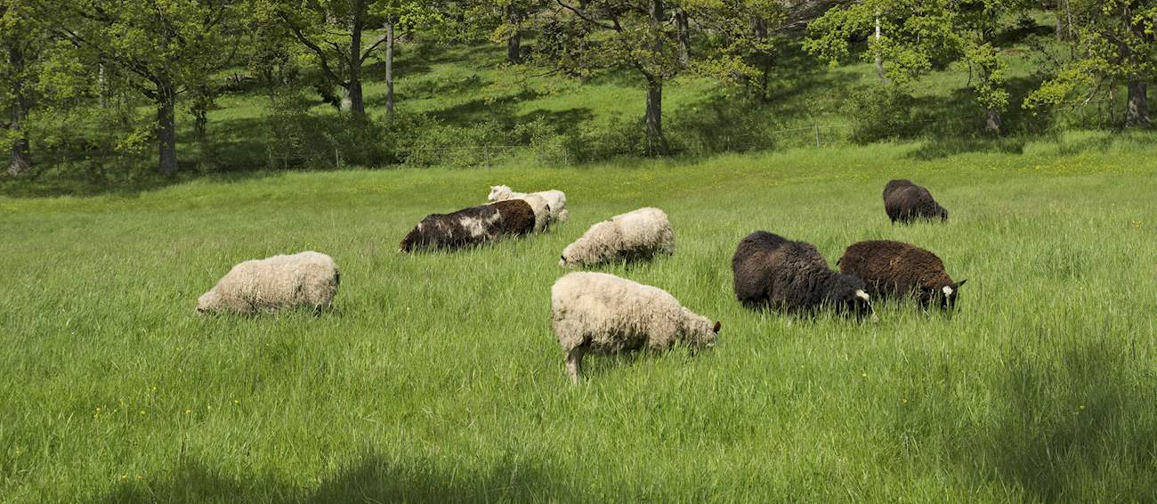 Top 6 Northern European Sheeps