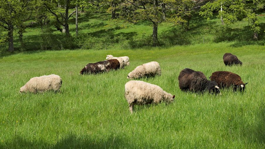 Roslag Sheep