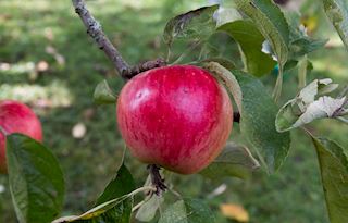 Akane apples
