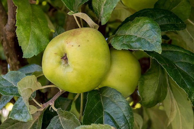 Opal Apples  Local Apple Variety From Prague, Czech Republic