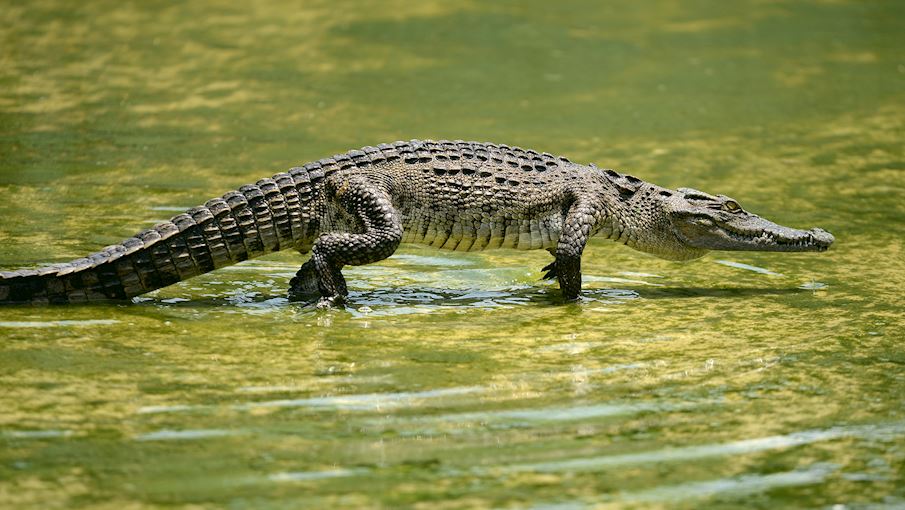 Crocodile Meat