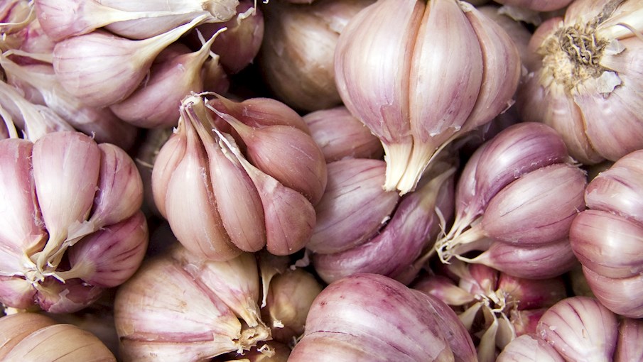 Aglio di Resia