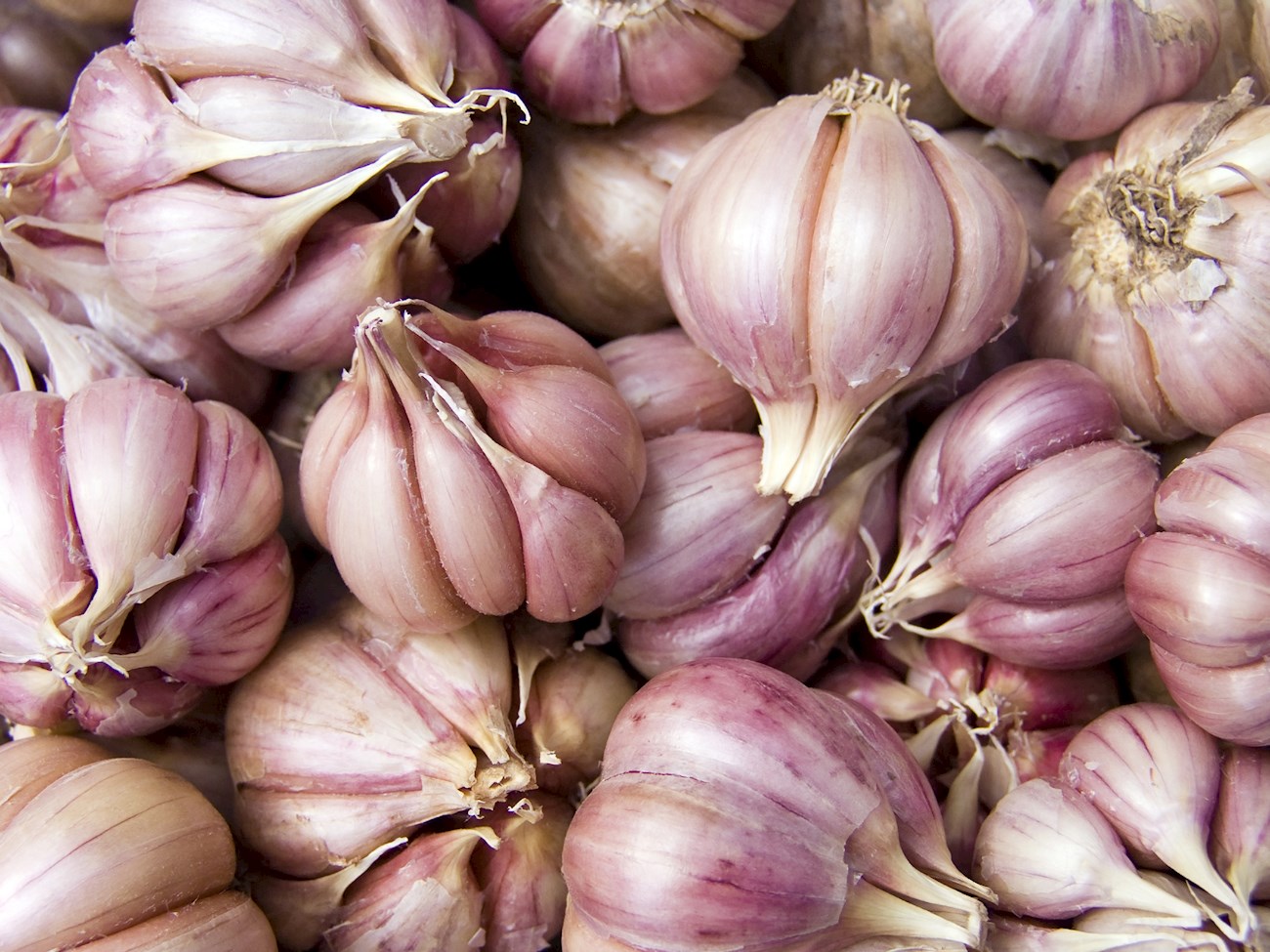 Top 12 Western European Garlics