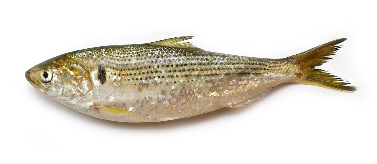 Top 3 American Fishes