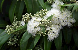 Lemon Myrtle