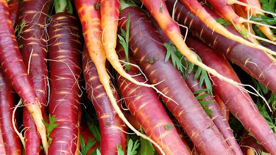 Carota Giallo-Viola di Tiggiano