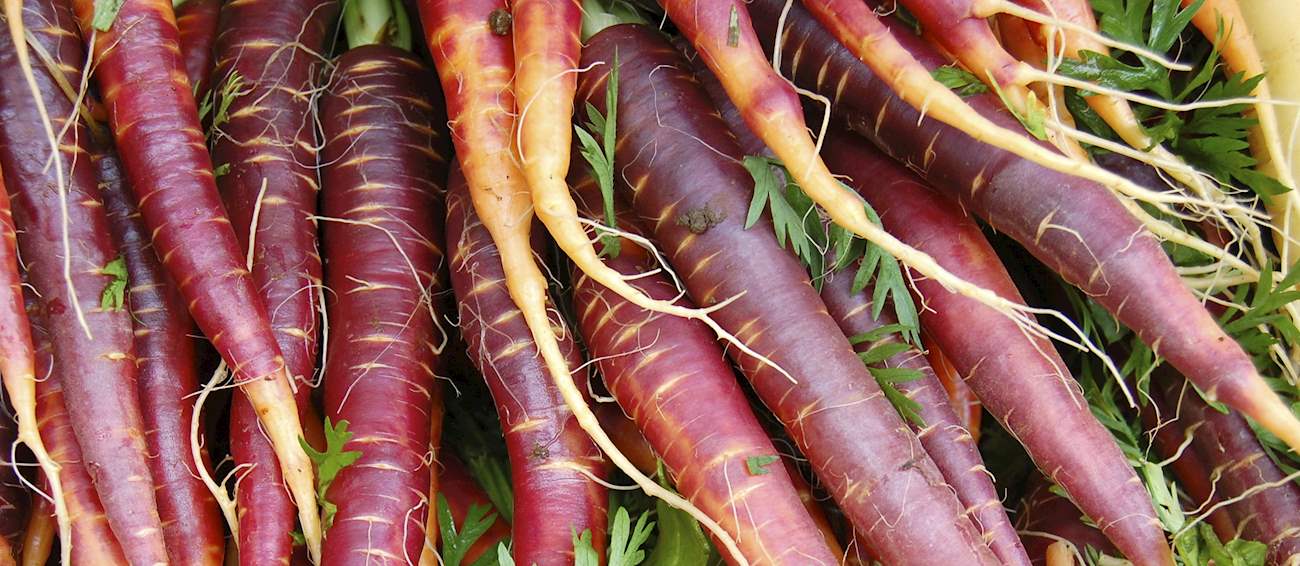 Top 3 Apulian Carrots