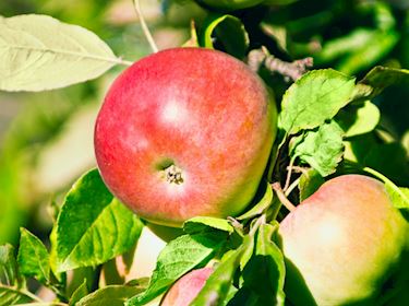 Opal Apples  Local Apple Variety From Prague, Czech Republic