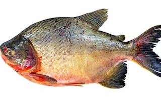 Tambaqui