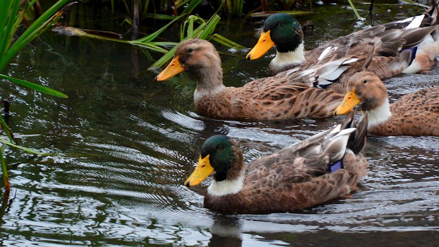 Blekinge Duck