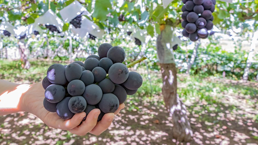 Kyoho Grape