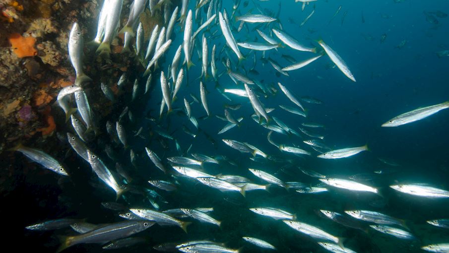 King George Whiting