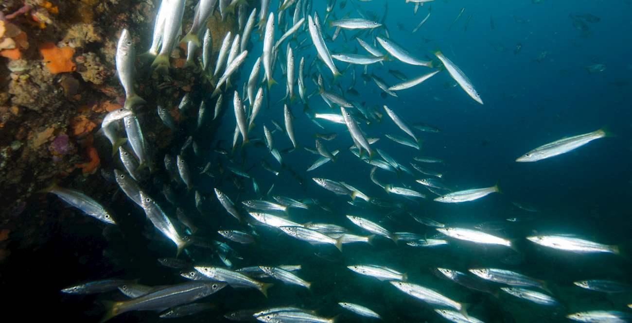 Top 5 Australian Fishes
