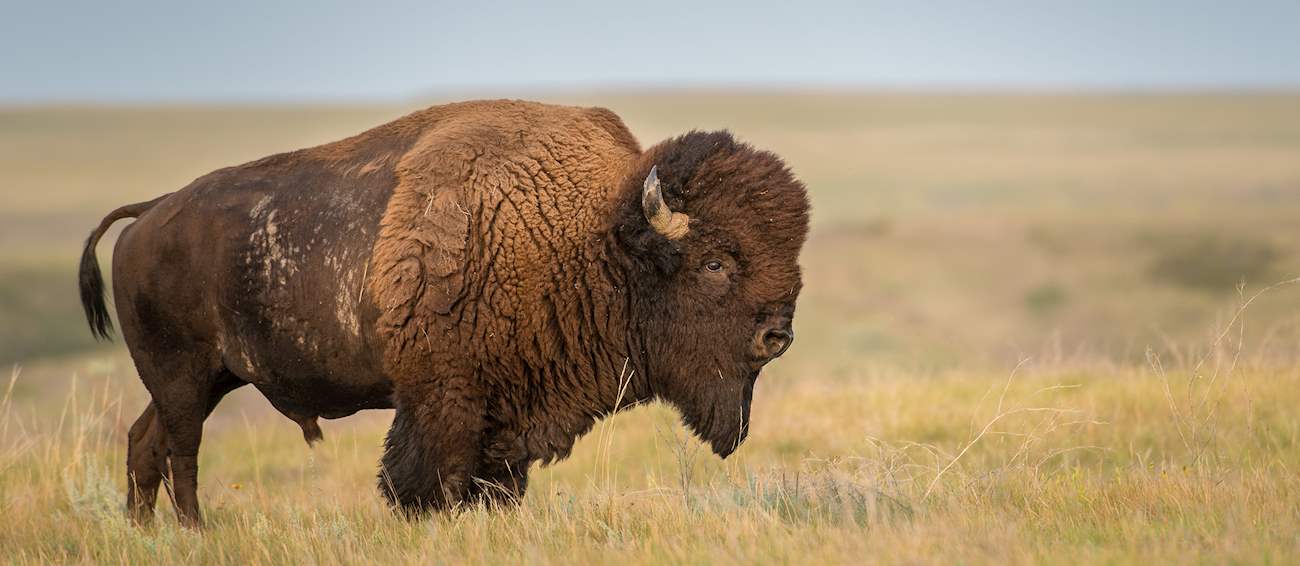Top 5 American Fresh Meats